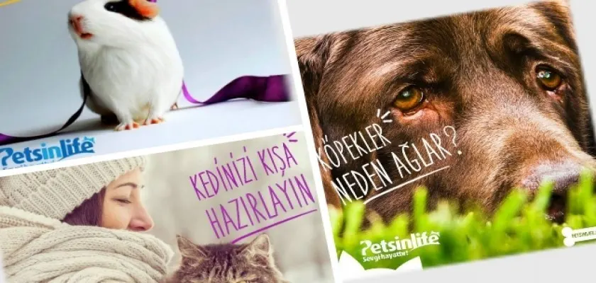 Köpekleri Çiğnemeye İten Nedenler Nelerdir?