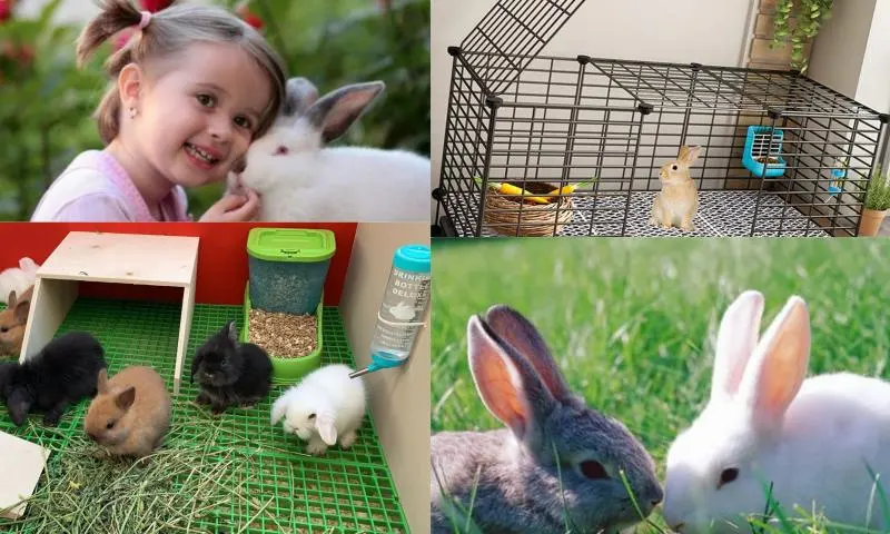 Tavşanların Genel Özellikleri