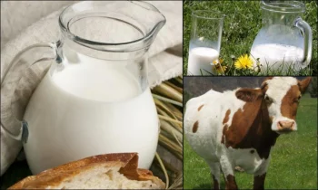 Günlük Doğal Süt Kaç Günde Bozulur