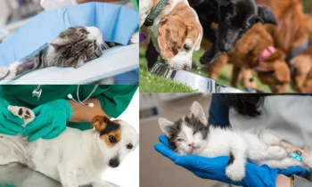 Veteriner Aşı Fiyatları Nedir?